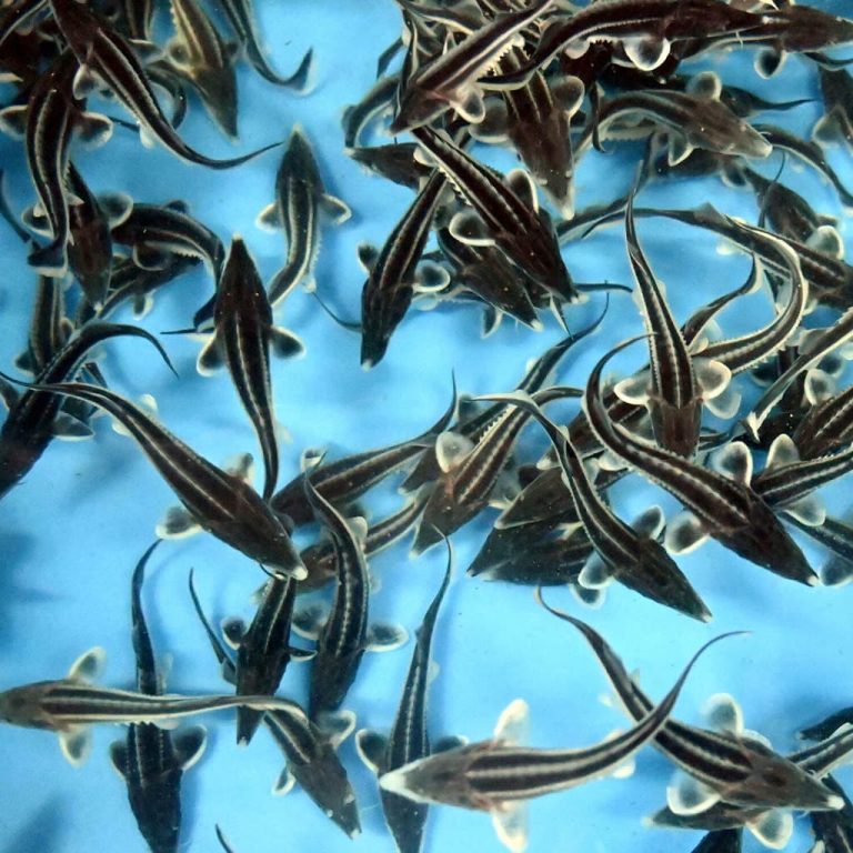 Home - Sturgeonbio